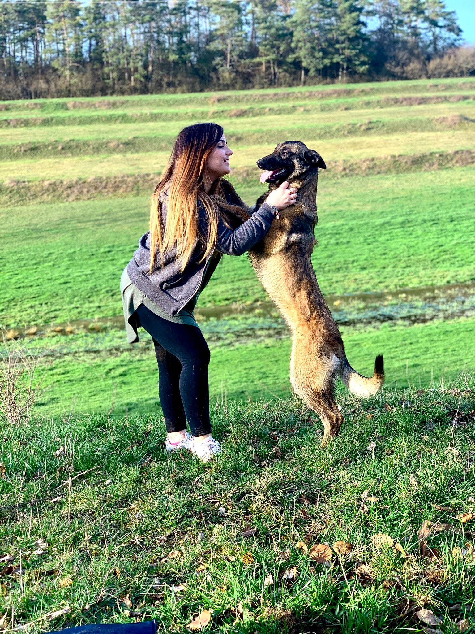 Pandora participe au concours pour gagner de l'argent avec cette photo : belgian_shepherd_malinois, canidae, carnivore, companion_dog, dog, dog_breed, german_shepherd_dog, grass, lurcher, mammal, obedience_training, schutzhund, vertebrate