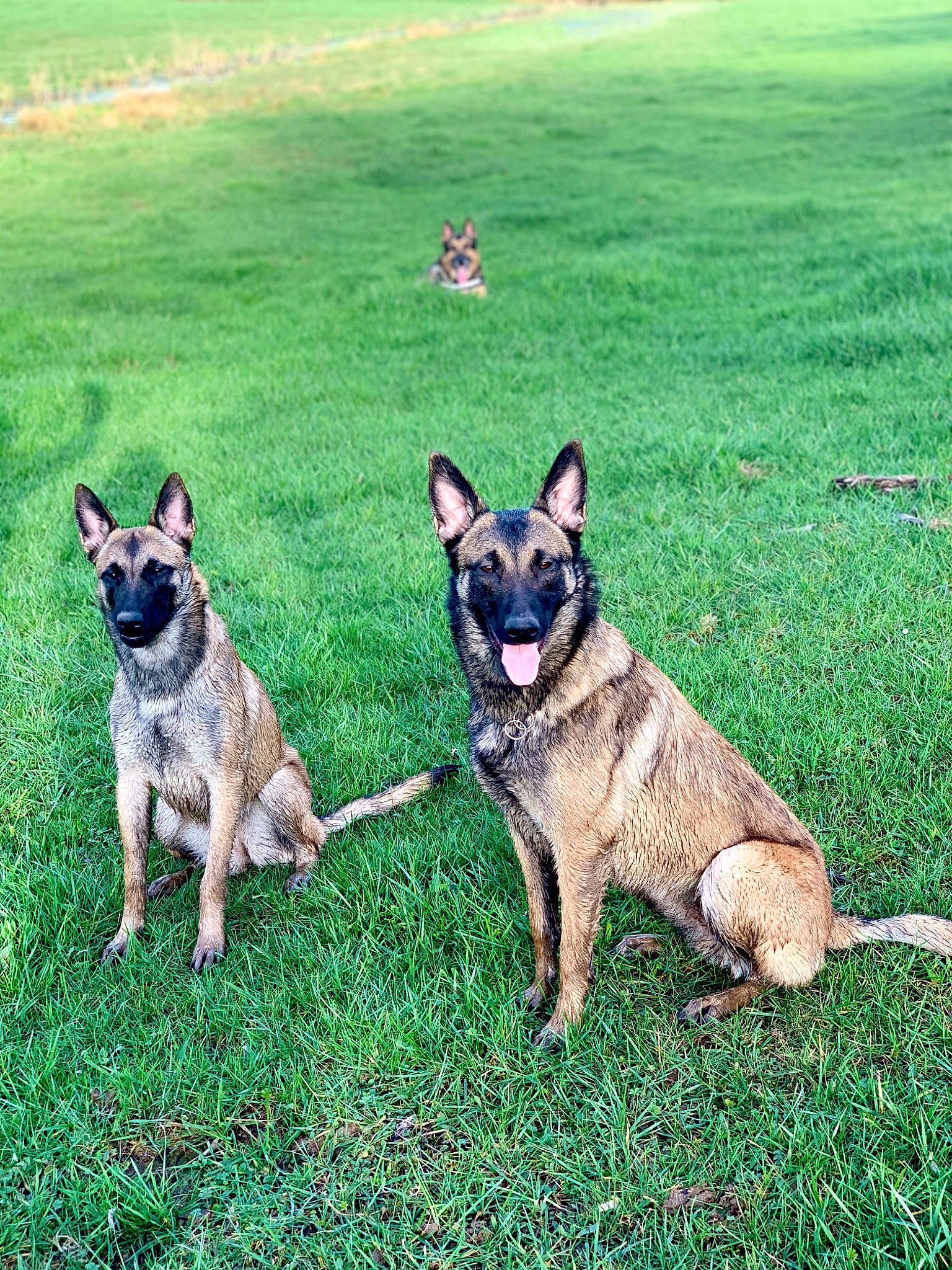 Pandora a rejoint le concours — aidez-le/la à gagner de superbes lots ! belgian_shepherd_malinois, canidae, carnivore, dog, dog_breed, fawn, german_shepherd_dog, grass, mammal, shiloh_shepherd_dog, vertebrate, working_dog