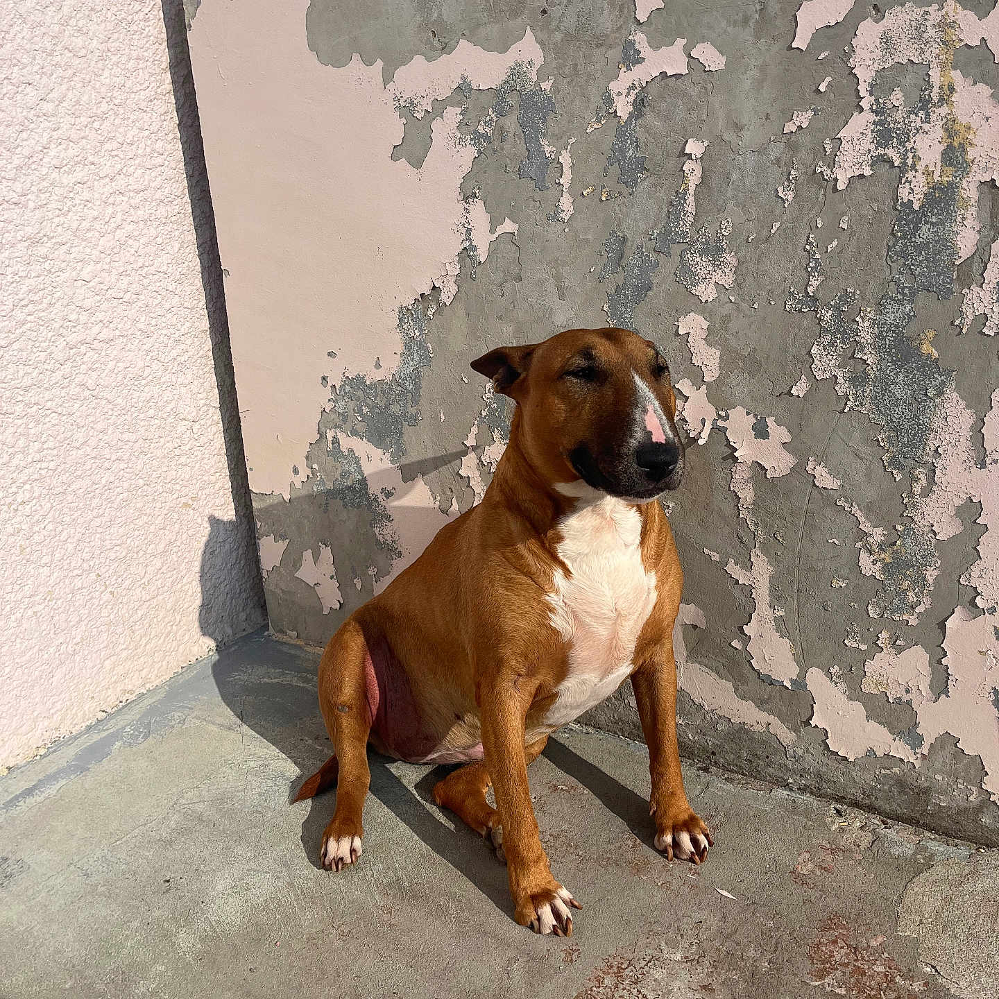 Princesse a rejoint le concours — aidez-le/la à gagner de superbes lots ! brown_dog, calm, canine, concrete_floor, daytime, dog, floor, outdoor, peeling_paint, pet, quiet, resting, shadow, sitting, sunlight, sunny, texture, wall, weathered_wall, white_chest