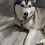 Boston participe au concours pour gagner de l'argent avec cette photo : dog, siberian_husky, pet, indoor, floor, wooden_floor, canine, friendly, looking_at_camera, animal, fur, ears, paw, black_and_white, happy, laying_down, domestic_dog, companion, household, cute