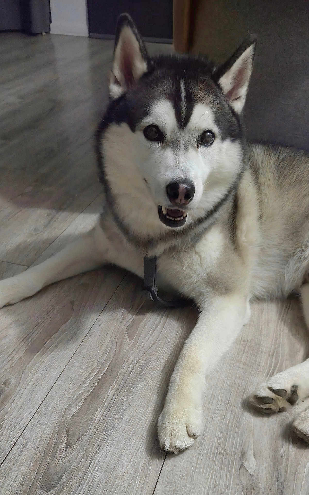 Boston participe au concours pour gagner de l'argent avec cette photo : dog, siberian_husky, pet, indoor, floor, wooden_floor, canine, friendly, looking_at_camera, animal, fur, ears, paw, black_and_white, happy, laying_down, domestic_dog, companion, household, cute