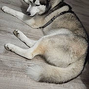 Boston participe au concours pour gagner de l'argent avec cette photo : dog, husky, indoor, floor, wooden_floor, pet, animal, resting, furniture, stool, white, gray, black, fur, canine, domestic_animal, laying_down, calm, relaxed, house