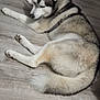 dog, husky, indoor, floor, wooden_floor, pet, animal, resting, furniture, stool, white, gray, black, fur, canine, domestic_animal, laying_down, calm, relaxed, house