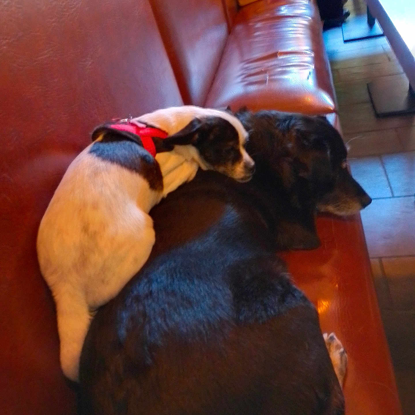Chipie a rejoint le concours — aidez-le/la à gagner de superbes lots ! animal, bench, black_dog, brown, companion, cozy, cute, dog, floor, friendship, indoor, leather, pet, red_harness, relaxing, resting, sleeping, snuggle, tile_floor, white_dog