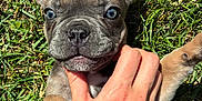 Nala participe au concours pour gagner de l'argent avec cette photo : dog, puppy, french_bulldog, grass, hand, pet, blue_eyes, close_up, outdoor, sunlight, playing, cute, animal, mammal, fur, nose, ears, paw, young, friendly