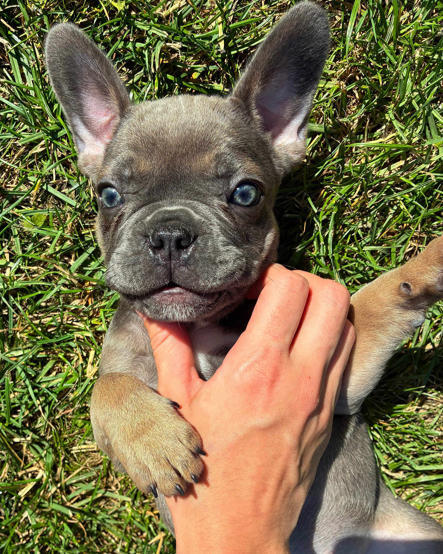 Nala