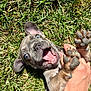 puppy, dog, grass, playful, blue_eyes, mouth_open, paw, hand, outdoor, sunlight, cute, pet, animal, tongue, happy, young_dog, fur, nature, summer, close_up