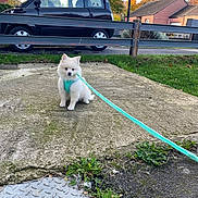 Aaron a rejoint le concours — aidez-le/la à gagner de superbes lots ! puppy, dog, leash, harness, concrete, grass, car, vehicle, guardrail, tree, autumn, house, suburban, window, pet, outdoor, sidewalk, curious, small_dog, daytime
