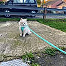 puppy, dog, leash, harness, concrete, grass, car, vehicle, guardrail, tree, autumn, house, suburban, window, pet, outdoor, sidewalk, curious, small_dog, daytime