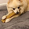 Aaron participe au concours pour gagner de l'argent avec cette photo : dog, bone, chewing, fluffy, cream_colored, pet, animal, lying_down, blanket, indoor, cute, focused, paws, fur, canine, companion, domestic, soft, resting, toy