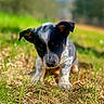 Zakide joined the competition — help win amazing prizes! puppy, dog, grass, outdoor, nature, young, animal, cute, black_and_white, ears, fur, closeup, pet, focused, field, daylight, small, adorable, walking, background_blur