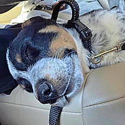 Zakide joined the competition — help win amazing prizes! dog, sleeping, leash, close_up, pet, canine, fur, resting, collar, animal, indoors, seat, leather, snout, whiskers, relaxing, tired, nap, domestic_animal, companion