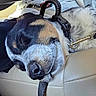 dog, sleeping, leash, close_up, pet, canine, fur, resting, collar, animal, indoors, seat, leather, snout, whiskers, relaxing, tired, nap, domestic_animal, companion