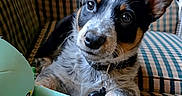 Zakide is registered to the contest to win money with this photo: puppy, dog, cute, plush_toy, couch, indoor, pet, animal, fur, ears, collar, toy, patterned_fabric, close_up, sitting, brown, black, white, adorable, home