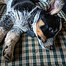 Zakide is registered to the contest to win money with this photo: puppy, dog, pet, lying_down, fur, black_fur, white_fur, tan_fur, ear, collar, cushion, checkered_pattern, indoor, resting, cute, animal, paw, snout, relaxed, close_up
