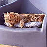 Aïko participe au concours pour gagner de l'argent avec cette photo : animal, cat, chair, cushion, domestic, ears, feline, fur, ginger_cat, modern_furniture, outdoor, patterned_rug, paws, pet, quiet, relaxing, serene, sunlight, tail, whiskers