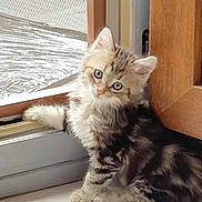 Aïko a rejoint le concours — aidez-le/la à gagner de superbes lots ! kitten, cat, fluffy, curious, indoor, door, paw, fur, pet, animal, young, cute, feline, looking, sitting, window, light, home, curiosity, tabby