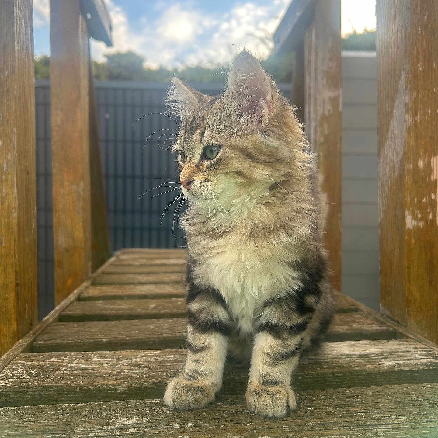 Aïko participe au concours pour gagner de l'argent avec cette photo : animal, cat, clouds, curious, daylight, feline, fence, fur, green_eyes, kitten, nature, outdoor, pet, portrait, sitting, sky, tabby, wood, wooden_bench, young