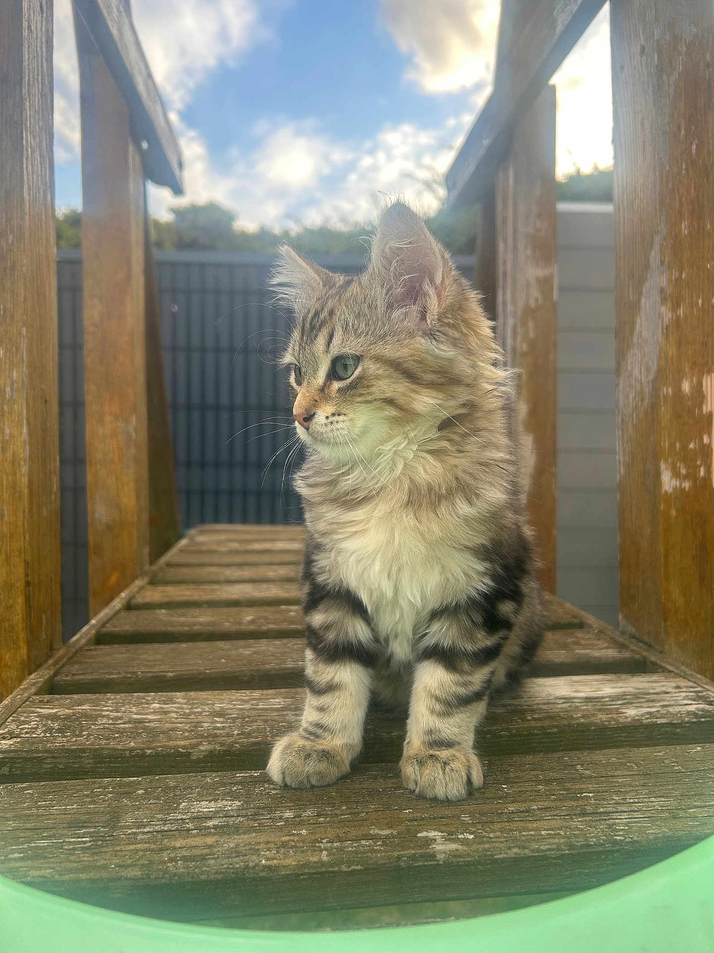 Aïko participe au concours pour gagner de l'argent avec cette photo : kitten, cat, tabby, feline, outdoor, wooden_bench, wood, fur, pet, animal, green_eyes, curious, young, sitting, nature, daylight, sky, clouds, fence, portrait