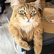 Aïko participe au concours pour gagner de l'argent avec cette photo : animal, brown, cat, charging_cable, close_up, cream, cute, domestic_animal, feline, fluffy, fur, green_eyes, household, indoor, looking, pet, portrait, relaxed, table, whiskers