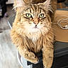 animal, brown, cat, charging_cable, close_up, cream, cute, domestic_animal, feline, fluffy, fur, green_eyes, household, indoor, looking, pet, portrait, relaxed, table, whiskers