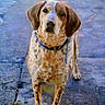 dog, canine, pet, blue_collar, spotted_fur, standing, outdoor, pavement, curious, animal, mammal, street, ears, four_legs, alert, brown_and_white, friendly, portrait, looking_at_camera, daylight