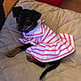 Abby joined the competition — help win amazing prizes! dog, puppy, pet, clothing, dress, striped, pink, white, black, tan, blanket, bed, indoor, cute, small, animal, resting, looking, cozy, soft