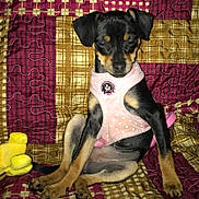 Abby is registered to the contest to win money with this photo: dog, puppy, pet, pink_harness, sitting, quilt, blanket, patchwork, indoor, animal, cute, sleepy, toy, yellow_toy, black_and_tan, fur, paws, ears, small_dog, resting