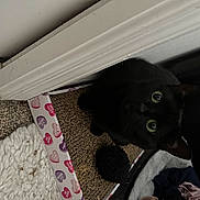 Luna is registered to the contest to win money with this photo: black_cat, bombay, carnivore, cat, cat_supply, domestic_short_haired_cat, felidae, flooring, fur, hardwood, pet_supply, room, small_to_medium_sized_cats, tail, whiskers, window, wood