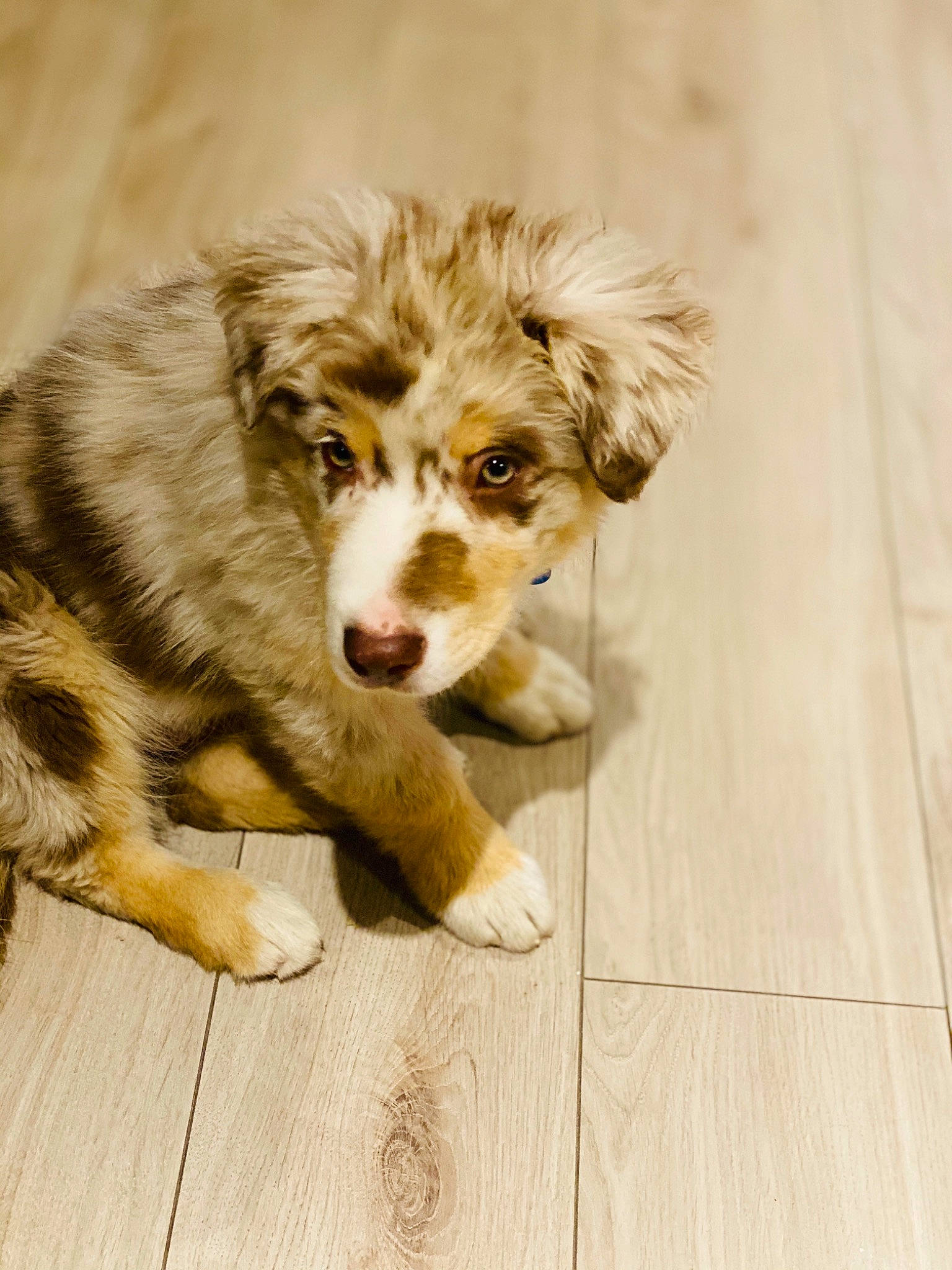 Pako participe au concours pour gagner de l'argent avec cette photo : australian_shepherd, border_collie, canidae, carnivore, companion_dog, dog, dog_breed, fur, herding_dog, mammal, miniature_australian_shepherd, puppy, rare_breed_dog, snout, sporting_group, vertebrate, welsh_sheepdog, working_dog
