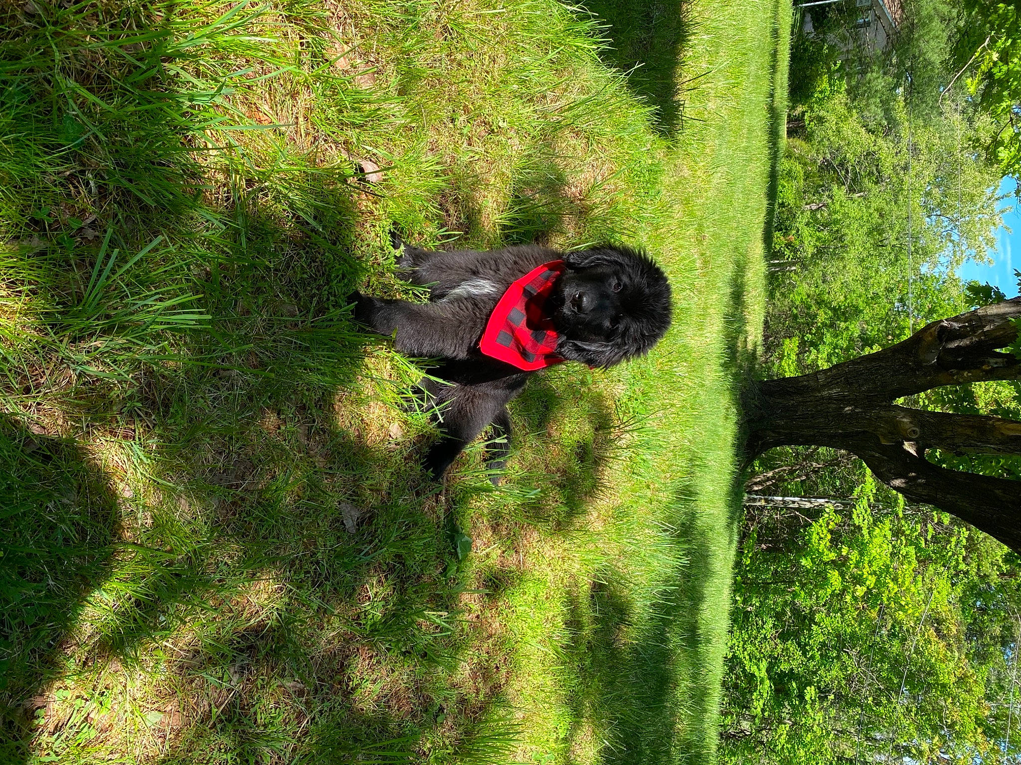 Apollo is registered to the contest to win money with this photo: biome, botany, branch, dog, forest, grass, landscape, leaf, natural_environment, natural_landscape, organism, people_in_nature, plant, plant_community, sunlight, terrestrial_plant, tree, trunk, vegetation, woody_plant