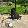 dog, black_dog, leash, water_bowl, concrete, patio, grass, yard, fence, dog_house, sunny, outdoor, tree, shadow, nature, pet, canine, animal, grass_lawn, daytime