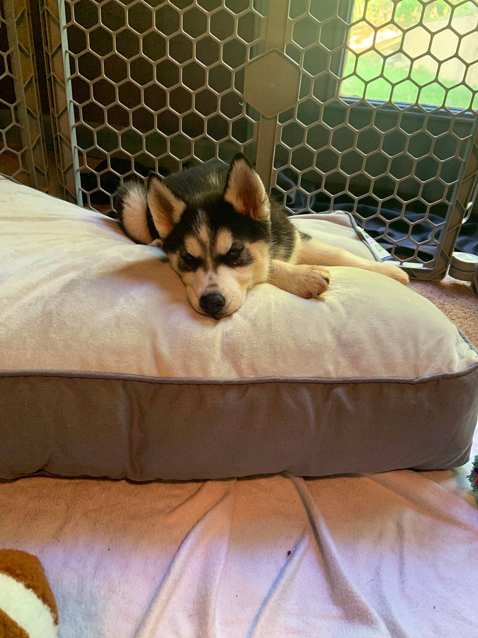 Xena is registered to the contest to win money with this photo: bed, carnivore, comfort, companion_dog, dog, dog_breed, dog_supply, fawn, felidae, fence, light, linens, mesh, pet_supply, small_to_medium_sized_cats, snout, sporting_group, tail, terrestrial_animal, whiskers
