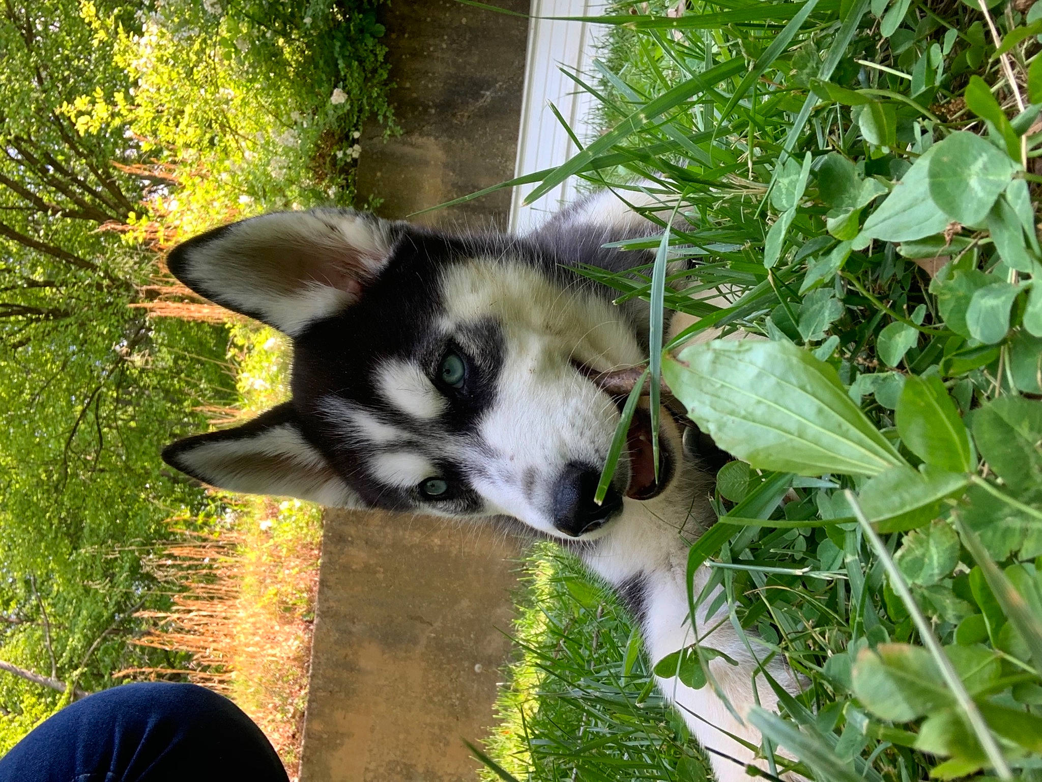 Xena joined the competition — help win amazing prizes! ancient_dog_breeds, canidae, canis, carnivore, companion_dog, dog, dog_breed, grass, herb, non_sporting_group, plant, puppy, siberian_husky, sled_dog, sporting_group, terrestrial_animal, whiskers, wildlife, working_animal, working_dog