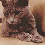 Storm joined the competition — help win amazing prizes! asian, british_shorthair, carnivore, cat, chartreux, domestic_short_haired_cat, drawing, european_shorthair, felidae, german_rex, kitten, mammal, rex_cat, russian_blue, small_to_medium_sized_cats, snout, tail, vertebrate, whiskers