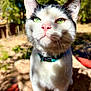 cat, feline, pet, close_up, green_eyes, pink_nose, whiskers, collar, outdoor, sunlight, portrait, ears, white_fur, black_markings, trees, curious, cute, shallow_depth_of_field, bokeh, nature