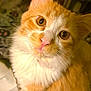 cat, ginger_cat, orange_and_white, white_fur, whiskers, close_up, portrait, big_eyes, pink_nose, fluffy, curious, indoor, pet, feline, ear, paw, fur_texture, looking_up, domestic_cat, gazing