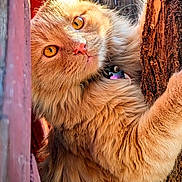 Simba joined the competition — help win amazing prizes! cat, ginger_cat, orange_cat, feline, pet, collar, bell, tree, tree_bark, wooden_fence, close_up, portrait, whiskers, golden_eyes, fluffy, long_fur, outdoor, sunlight, curious, climbing