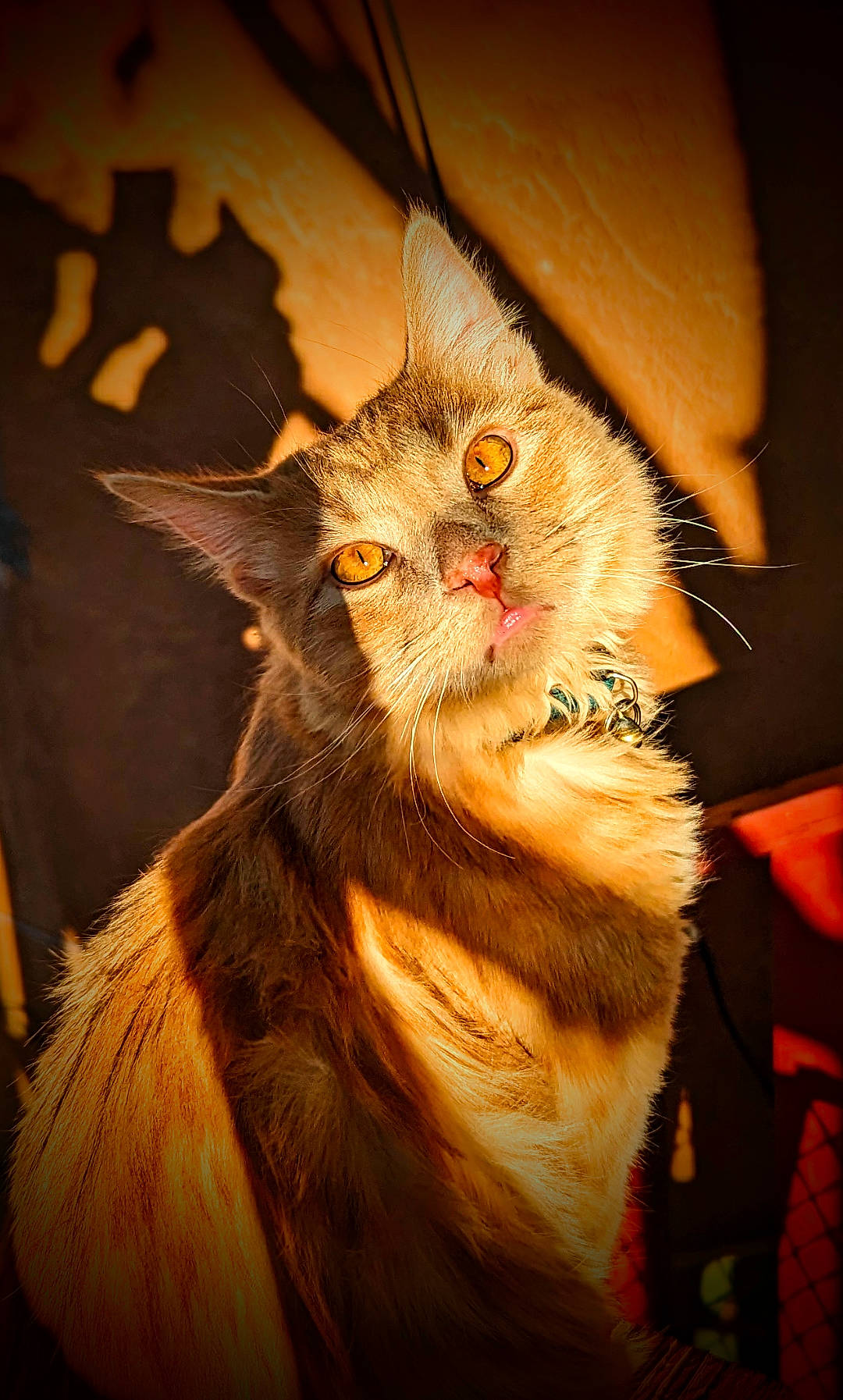 Simba is registered to the contest to win money with this photo: art, carnivore, cat, claw, darkness, domestic_short_haired_cat, fawn, felidae, fur, paw, small_to_medium_sized_cats, snout, tail, terrestrial_animal, whiskers, wildlife, window