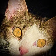 Pepper joined the competition — help win amazing prizes! cat, close_up, golden_eyes, pink_nose, whiskers, fur, feline, pet, portrait, animal, ear, macro, texture, dramatic_lighting, dark_background, curious, wide_eyes, indoor, nose, face