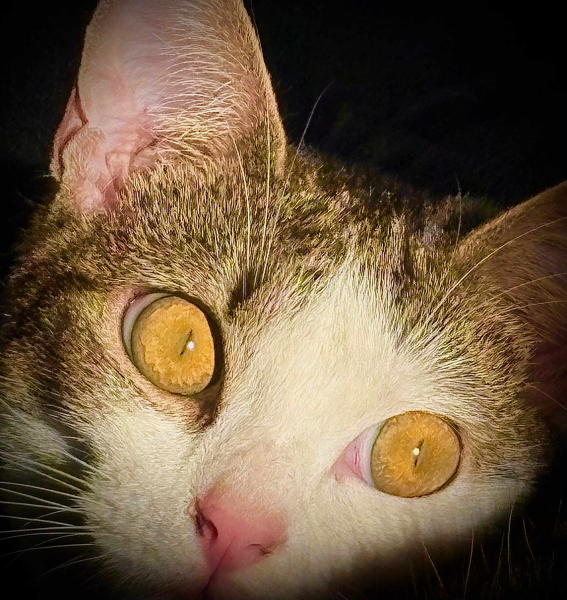 Pepper joined the competition — help win amazing prizes! cat, close_up, golden_eyes, pink_nose, whiskers, fur, feline, pet, portrait, animal, ear, macro, texture, dramatic_lighting, dark_background, curious, wide_eyes, indoor, nose, face