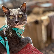 Bruce Wayne joined the competition — help win amazing prizes! cat, pet, gray_cat, teal_harness, leash, close_up, portrait, whiskers, golden_eyes, pointed_ears, fur, outdoor, bokeh, shallow_depth_of_field, red_table, wood_texture, sunny, curious, animal, backyard