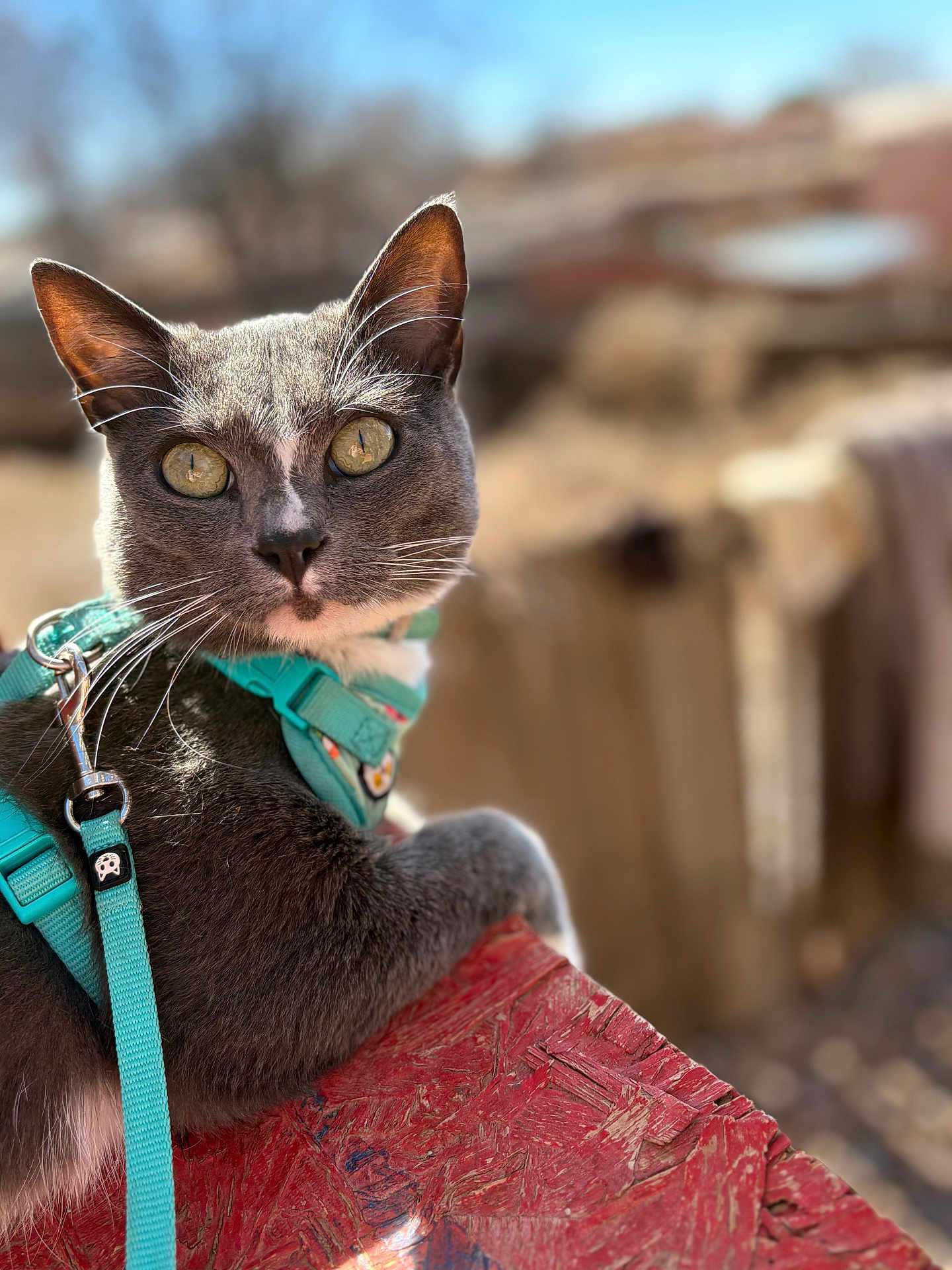 Bruce Wayne joined the competition — help win amazing prizes! cat, pet, gray_cat, teal_harness, leash, close_up, portrait, whiskers, golden_eyes, pointed_ears, fur, outdoor, bokeh, shallow_depth_of_field, red_table, wood_texture, sunny, curious, animal, backyard