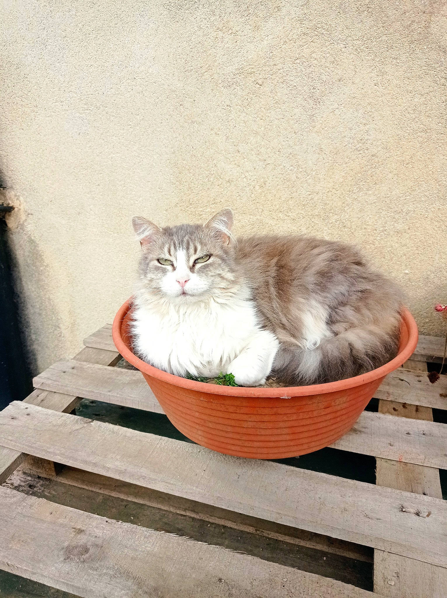 Minou