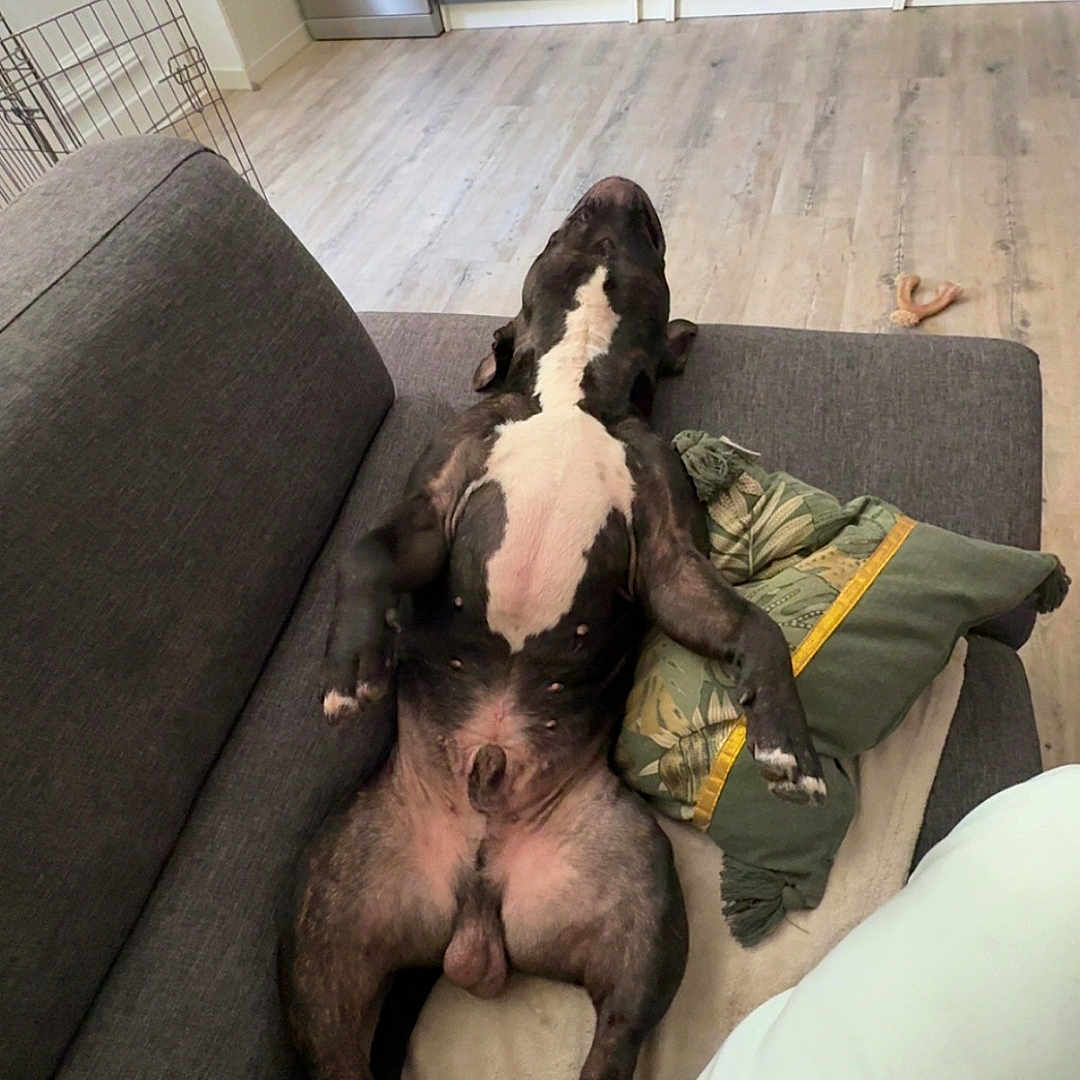 Venom a rejoint le concours — aidez-le/la à gagner de superbes lots ! dog, pet, brindle, spotted, belly_up, lying_down, relaxed, sleeping, couch, sofa, pillow, blanket, living_room, kitchen, home, indoor, floor, chew_toy, funny, portrait