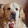 Orion participe au concours pour gagner de l'argent avec cette photo : dog, golden_retriever, ice_cream, cone, food, pet, animal, fluffy, close_up, face, portrait, beige_background, indoor, cute, mammal, canine, snout, pink, whiskers, tongue