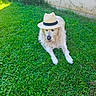 dog, golden_retriever, hat, straw_hat, grass, lawn, outdoor, pet, animal, relaxed, summer, greenery, garden, canine, fluffy, nature, laying_down, cute, sunny, domestic_animal