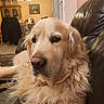 Orion participe au concours pour gagner de l'argent avec cette photo : animal, cabinet, canine, chandelier, close_up, companion, couch, cozy, dog, domestic, fur, furniture, golden_retriever, indoor, leather, living_room, pet, portrait, relaxed, tablecloth