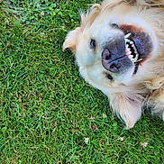 Orion participe au concours pour gagner de l'argent avec cette photo : dog, golden_retriever, grass, smiling, playful, pet, outdoor, canine, happy, lying_down, tongue, fur, nature, animal, closeup, teeth, greenery, summer, relaxed, upside_down
