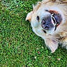 dog, golden_retriever, grass, smiling, playful, pet, outdoor, canine, happy, lying_down, tongue, fur, nature, animal, closeup, teeth, greenery, summer, relaxed, upside_down